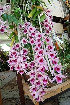 Pink Red Dendrobium Flower Seeds – Heirloom Non-GMO Orchid Seeds for Elegant Garden Planting