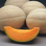 MuskMelon Cucumis melo Seeds for planting in vegetable patch