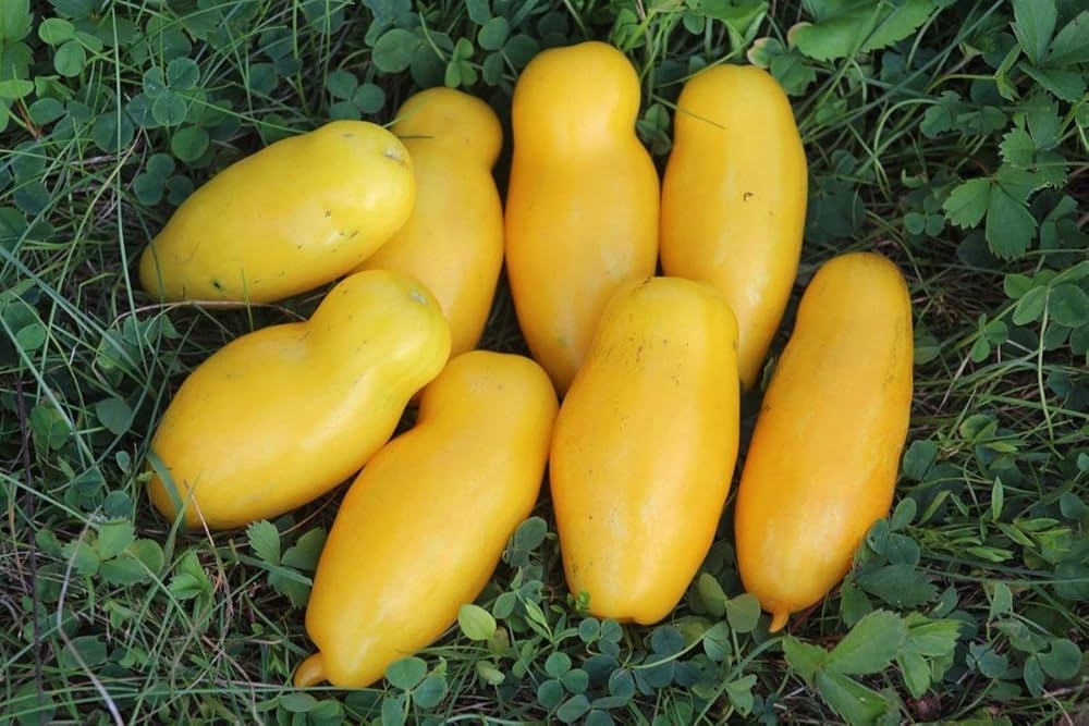 Banana Legs Tomato Seeds for Planting Heirloom Variety for Vegetable Patches