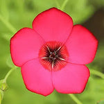 Scarlet Flax (Linum grandiflorum) seeds for planting in home garden