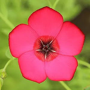 Scarlet Flax (Linum grandiflorum) seeds for planting in home garden