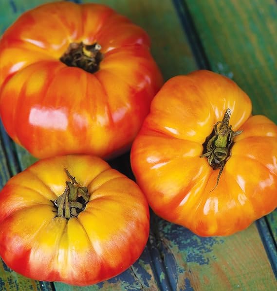 Tomato Solanum lycopersicum Big Rainbow beefsteak vegetable seeds for planting in kitchen garden plots