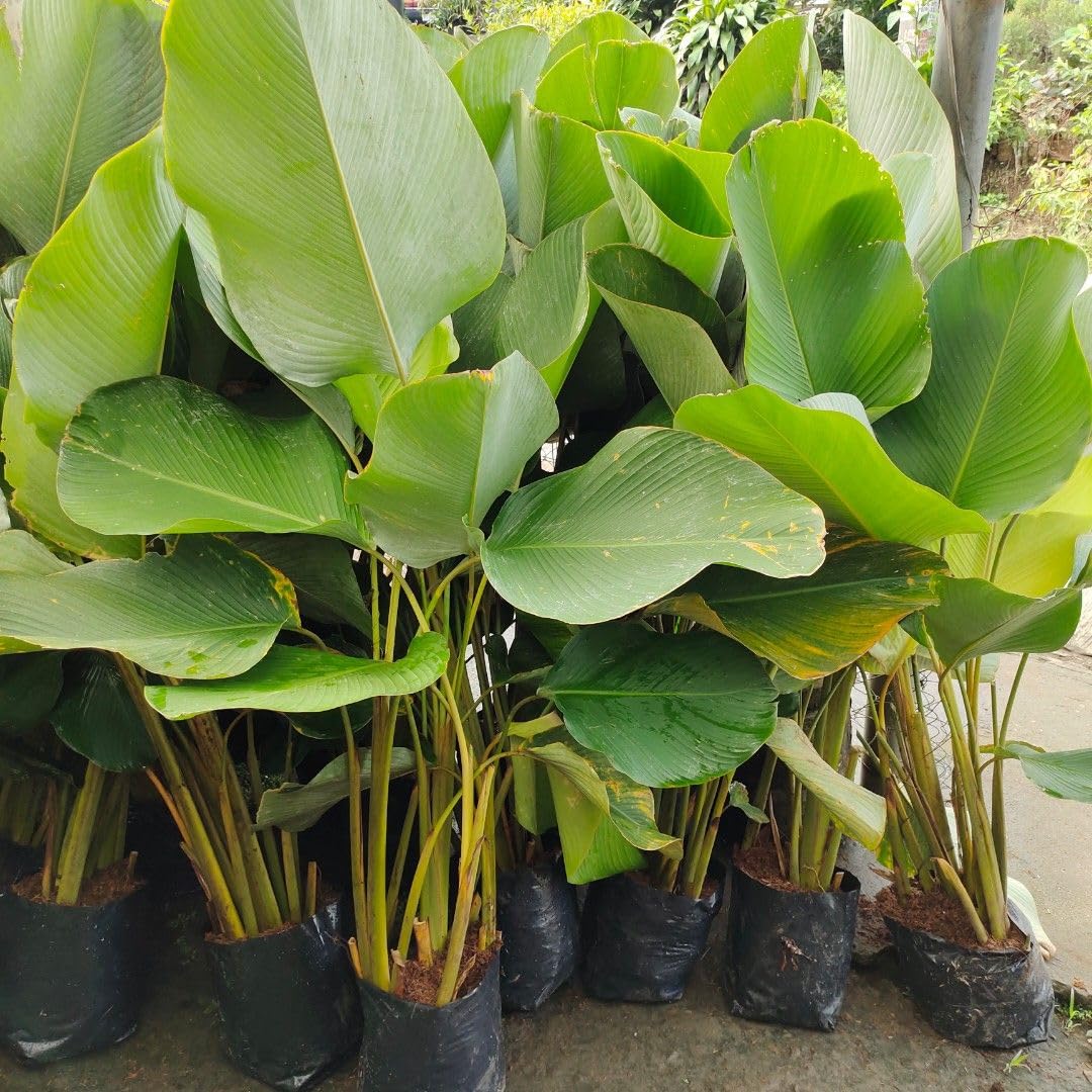 Cream Green Calathea Lutea Plant Seeds for Planting - Heirloom & Non-GMO Seeds