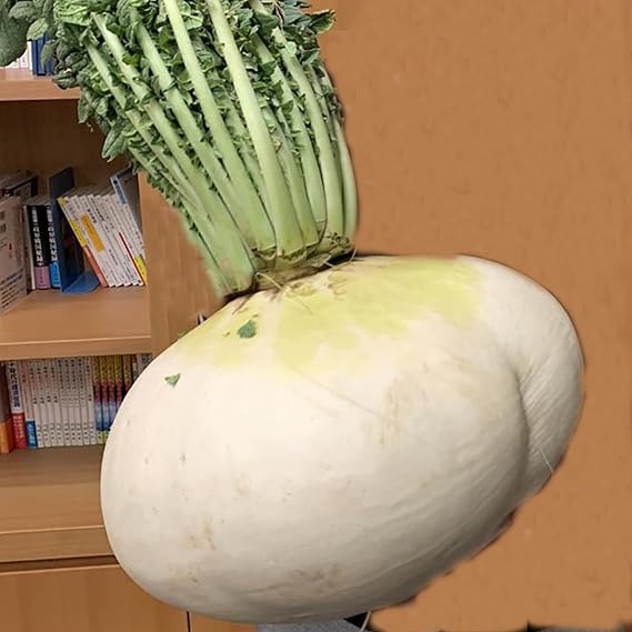 Radish Raphanus Sativus Sakurajima Mammoth Vegetable Seeds for Planting – Giant Root Variety for Backyard Gardening