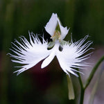 Japanese Radiata Seeds for planting in flower bed