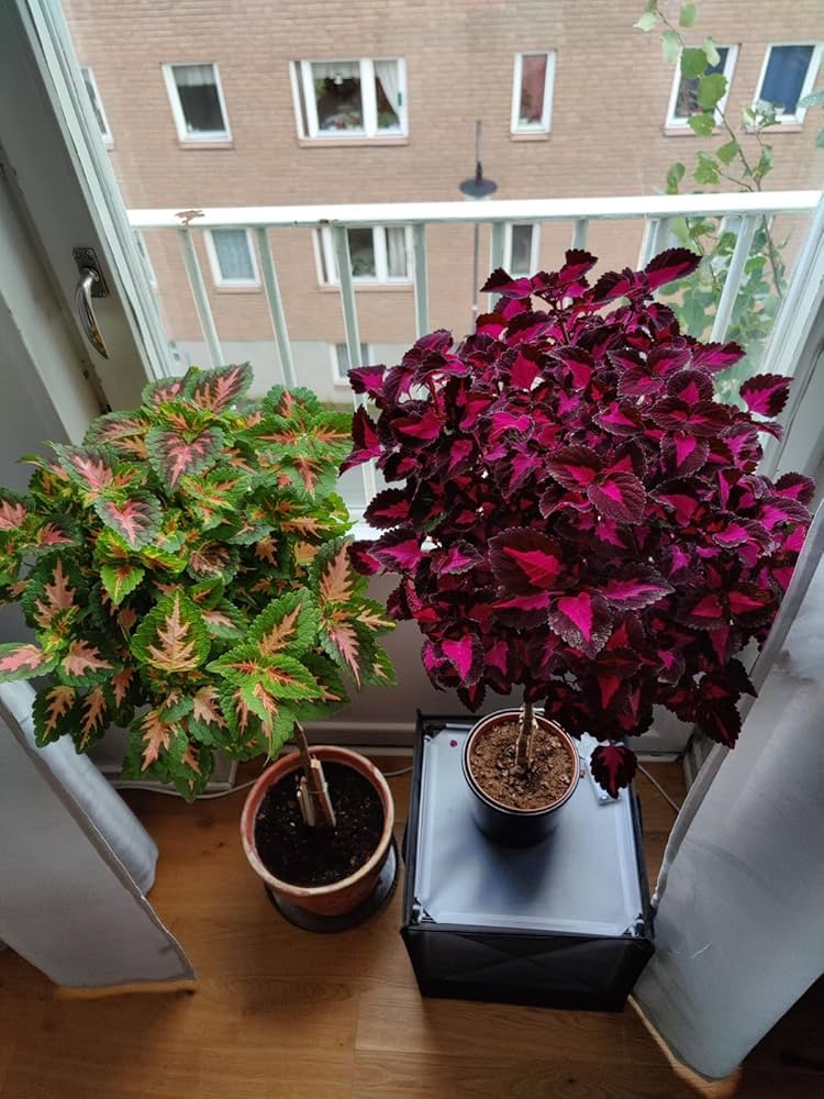 Coleus Plectranthus Scutellarioides Bonsai Herb Seeds for Planting – Best for Indoor Pots and Decorative Gardening