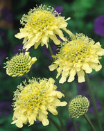 Cephalaria Gigantea Flower Seeds – Heirloom, Non-GMO Seeds for Planting Tall Garden Blooms for planting in home garden