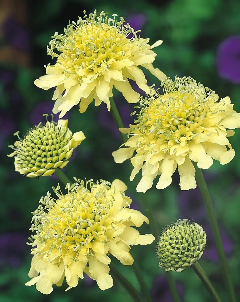 Cephalaria Gigantea Flower Seeds – Heirloom, Non-GMO Seeds for Planting Tall Garden Blooms for planting in home garden