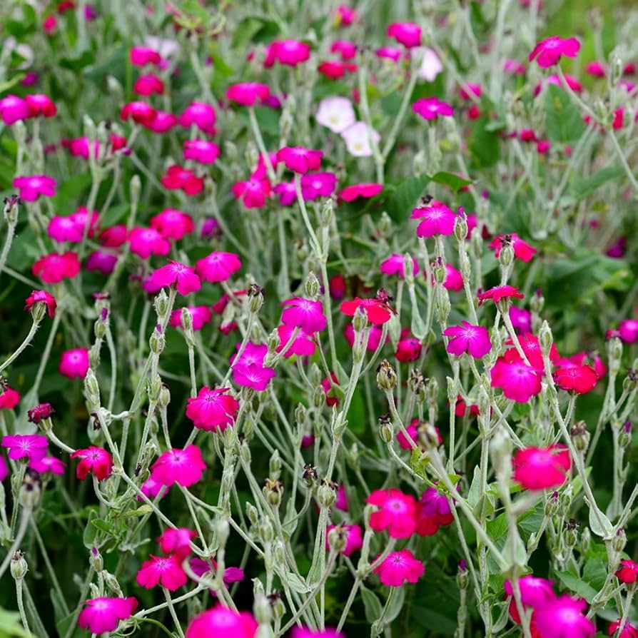 Campion Lychnis Coronaria Rose Flower Seeds for Planting