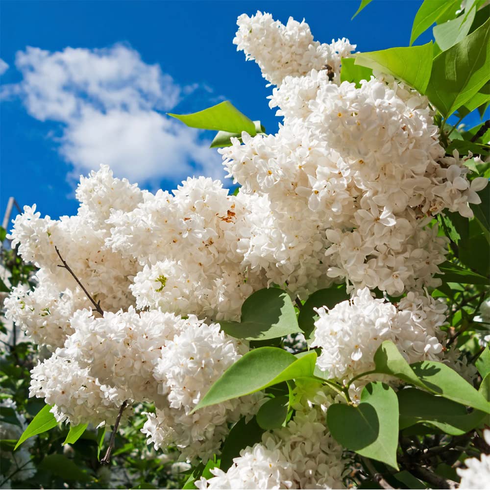 White Japanese Purple Carnation Fragrant Flowering Seeds For Planting
