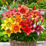Elegant Lily Lilium for planting in garden