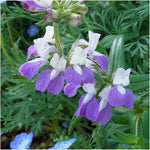 Chinese Houses (Collinsia heterophylla) purple flower seeds for garden planting