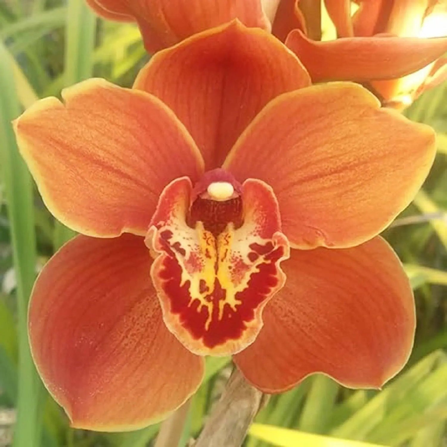 Orange Paphiopedilum Plant Seeds for Planting - NON GMO Seeds for planting in home garden