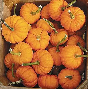 Pumpkin Cucurbita pepo Jack Be Little vegetable seeds for planting in kitchen garden or small containers