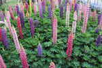 Russell Lupine Seeds Mix for planting in flower bed