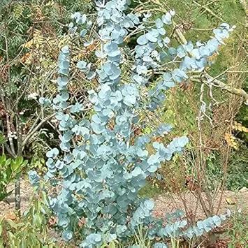 Sea Blue Eucalyptus Gunnii Plant Seeds for Planting-Heirloom & Non-GMO ...