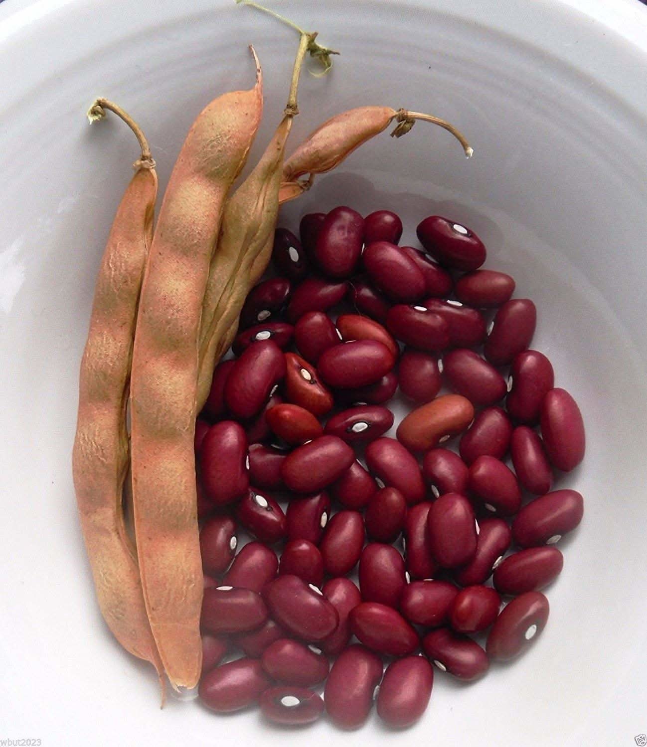 Hopi Red Pole Beans from organic heirloom seeds climbing tall with rich red pods and green vines