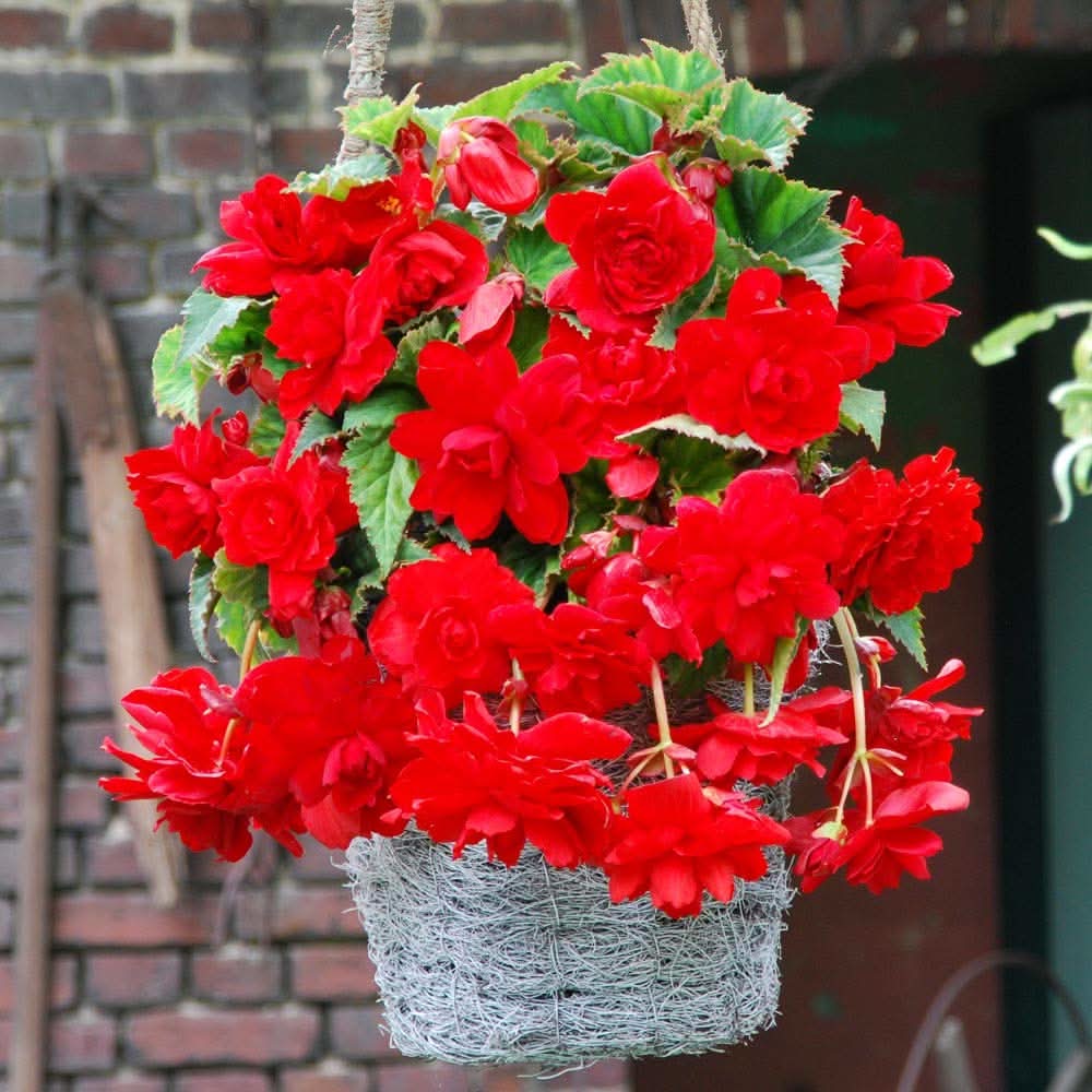 Begonia Begonia semperflorens flower seeds for planting in indoor pots and home garden borders