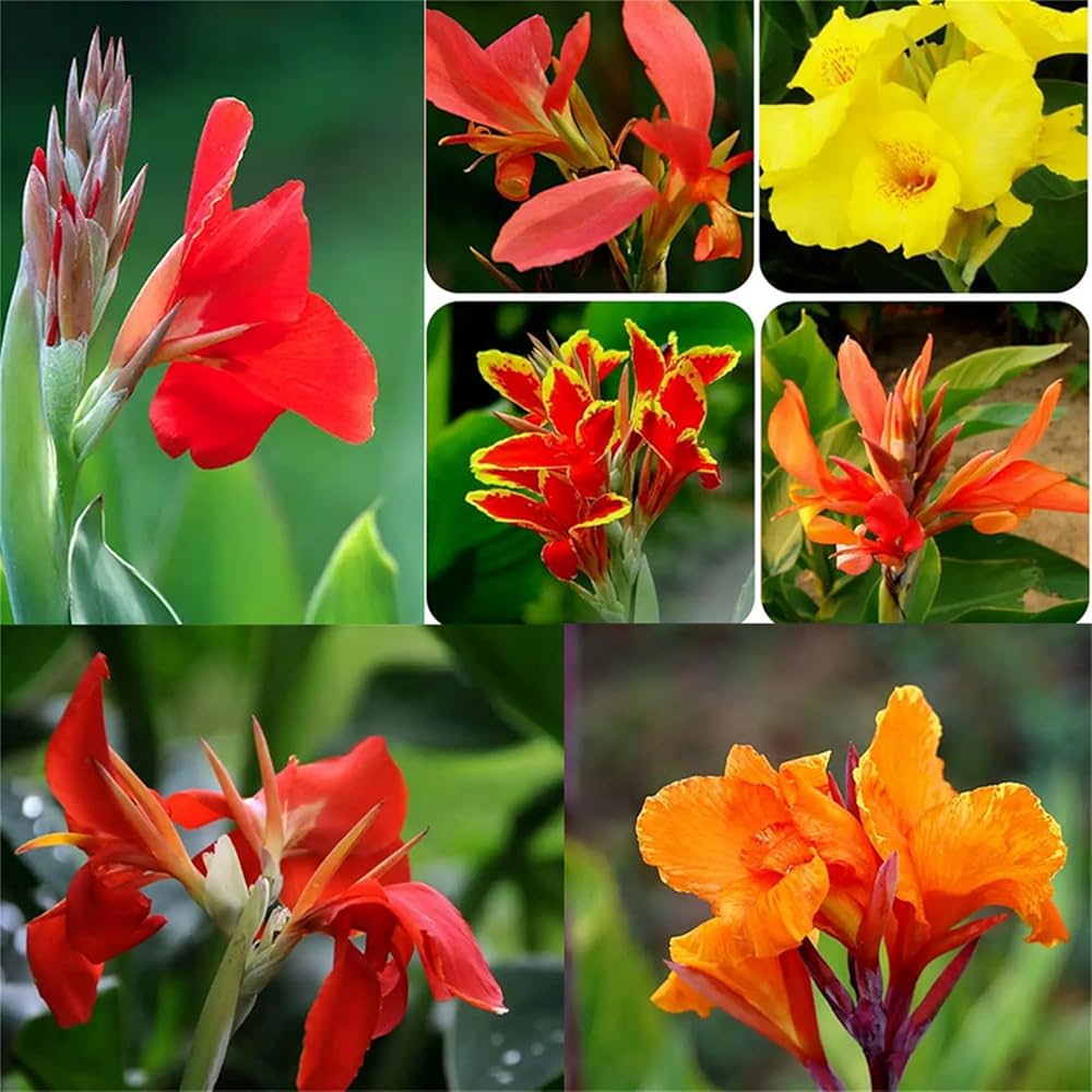 Canna Flower Seeds for Planting – Tropical Bold Garden Blooms