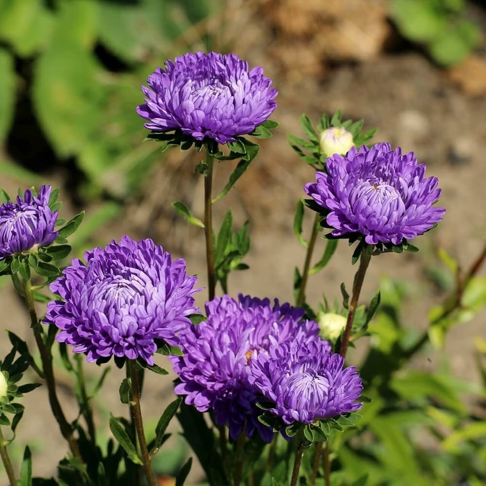 Aster Firet Bonsai Flower Plan Chrysanthemum Plant Perennial Flowers Seeds for Planting for Garden and Patio