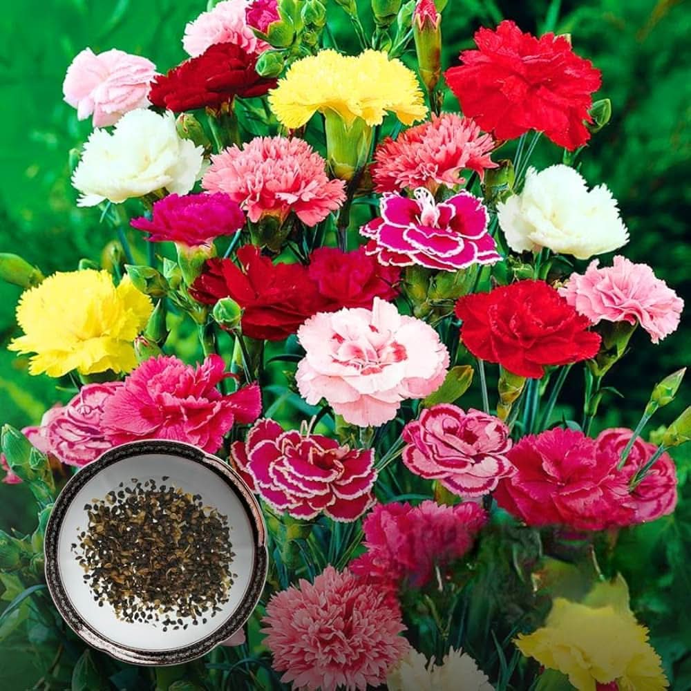 Carnation - Dianthus for planting in home garden