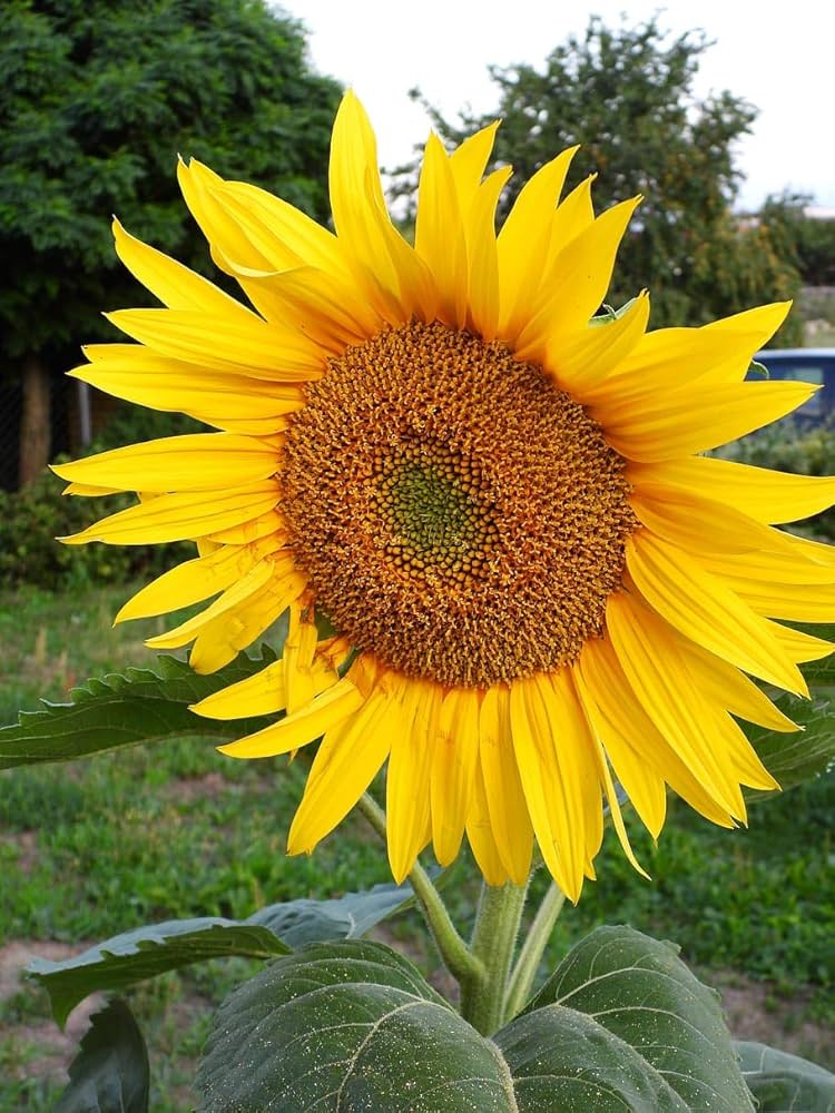 Mammoth Sunflower Seeds for Planting Helianthus annuus for flower beds and gardens