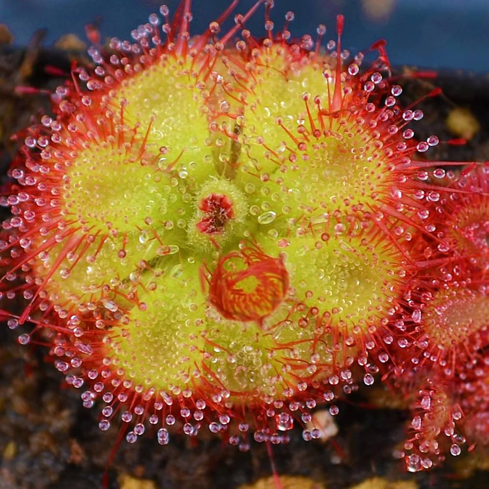 Sundew Plant Seeds – Fascinating, Insect-Eating Plants for Gardens ...