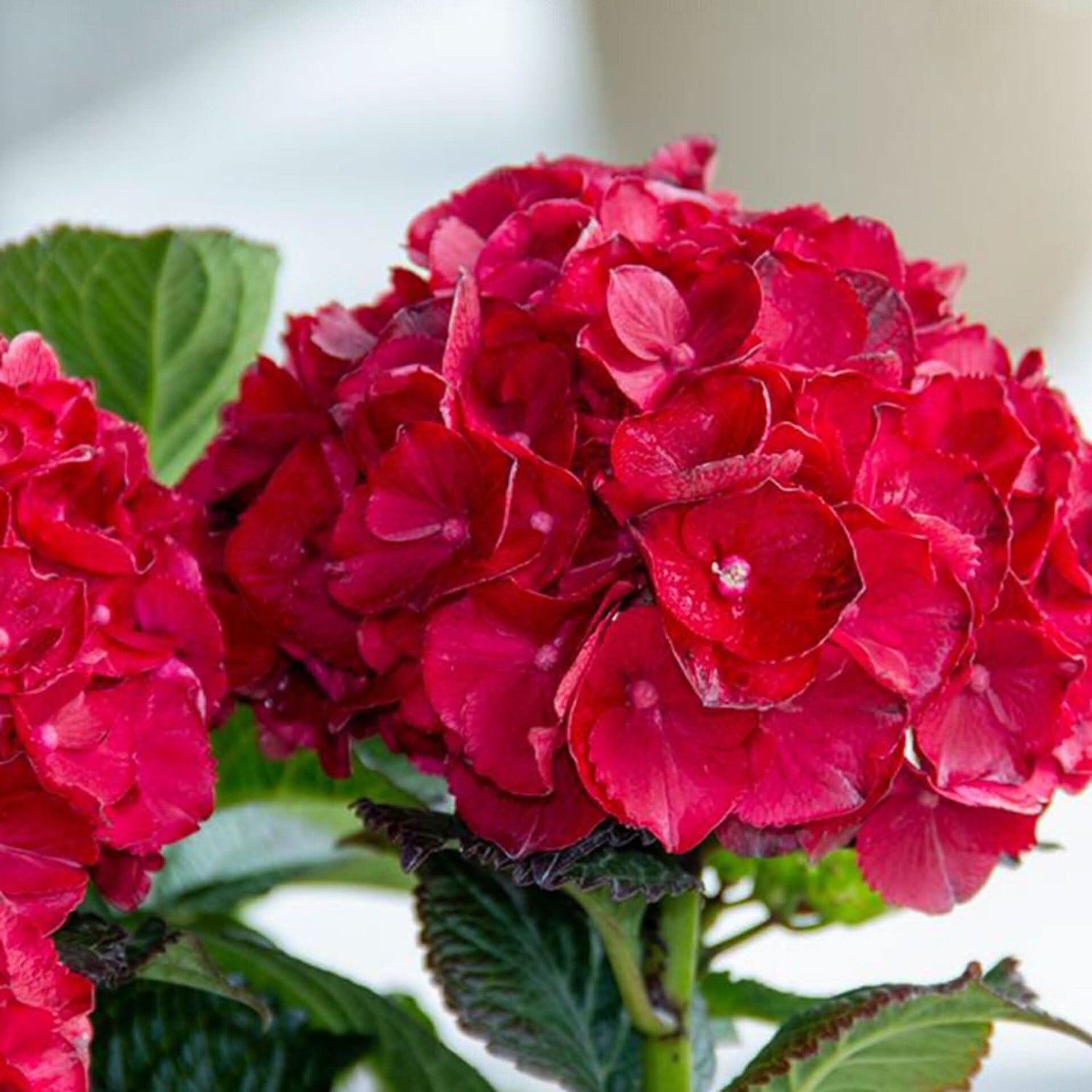 Red Hydrangea Hydrangea macrophylla flower seeds for planting in balcony pots and home gardens