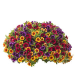 Mixed Superbells Petunia Seeds for Planting - Heirloom, NON-GMO Flower Seeds - Vibrant Garden Blooms Dhara Seeds