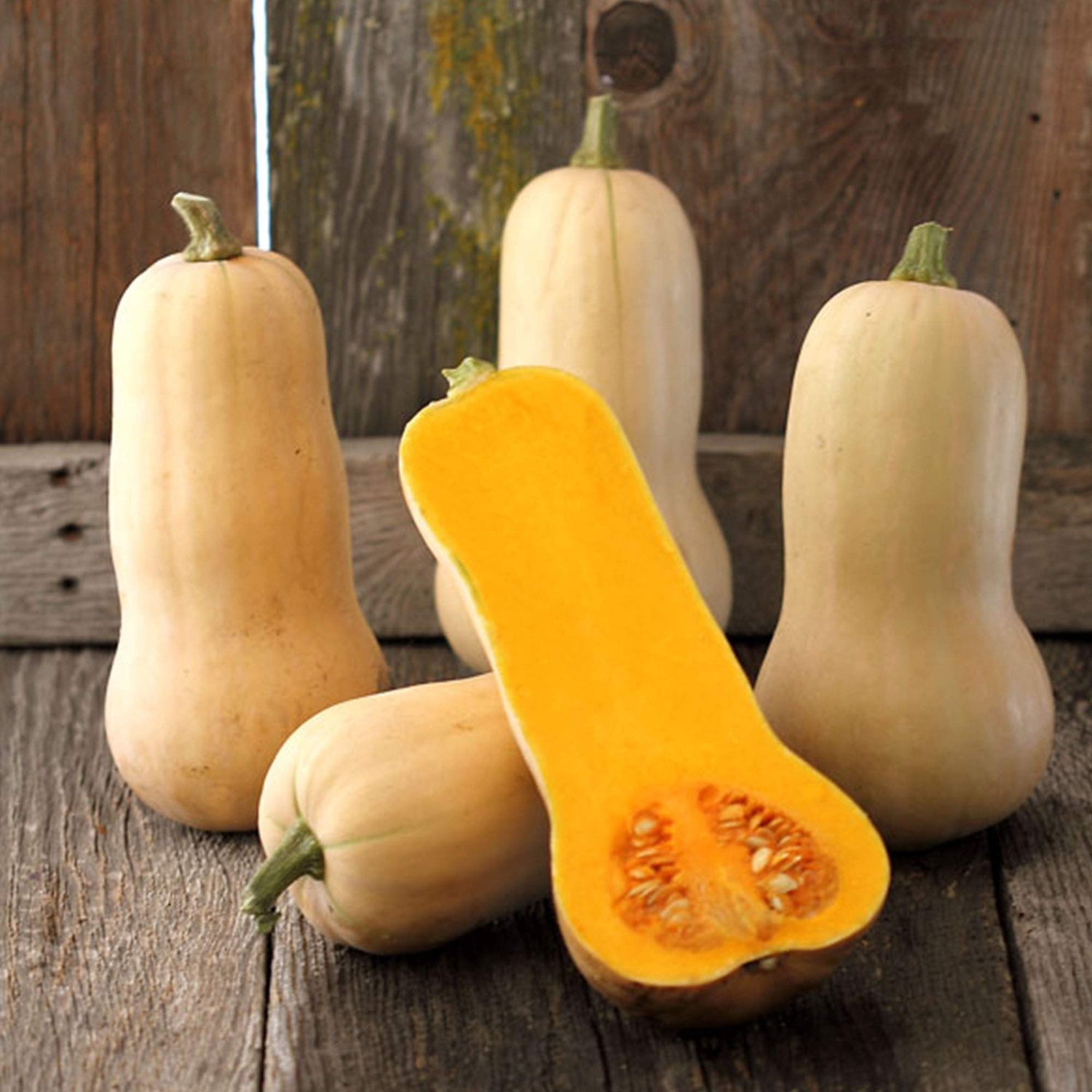 Buttercup Squash Seeds for Planting Waltham Butternut - Organic – Heirloom, Non-GMO