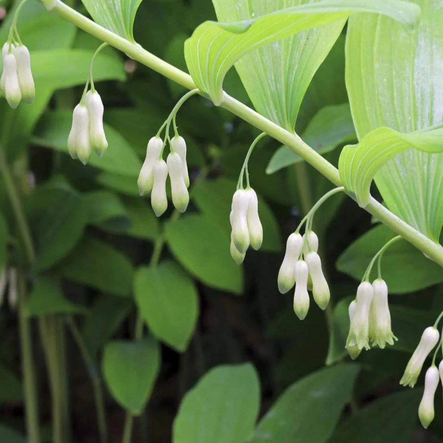 Solomon’s Seal Polygonatum odoratum Flower Seeds for Planting