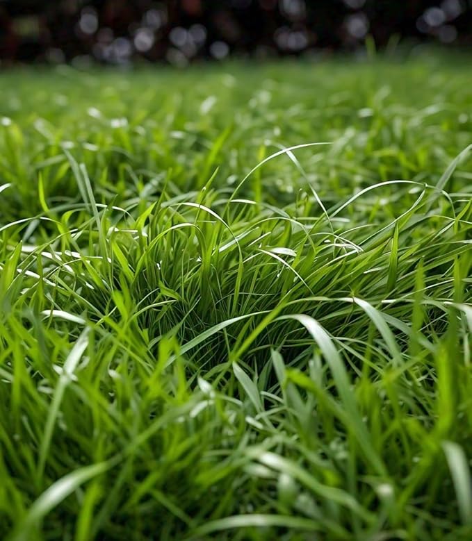 Zoysia Grass Seeds