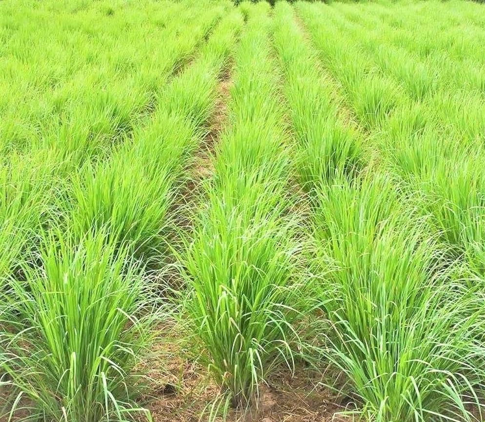 Lemongrass Seeds for Herb Gardens and Fresh Flavorful Growth – Fresh Herb for Your Garden