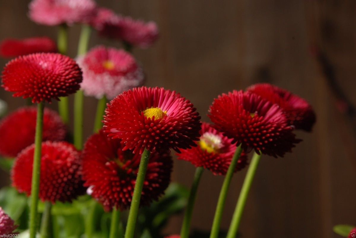 Daisy English Red ( , Bellis Perennis Super-Enorma Red, Perennial)