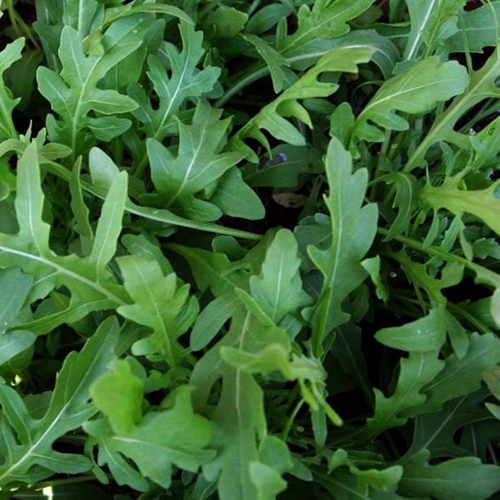 Olivetta Perennial Plant Seeds for Planting, Heirloom, Non-GMO