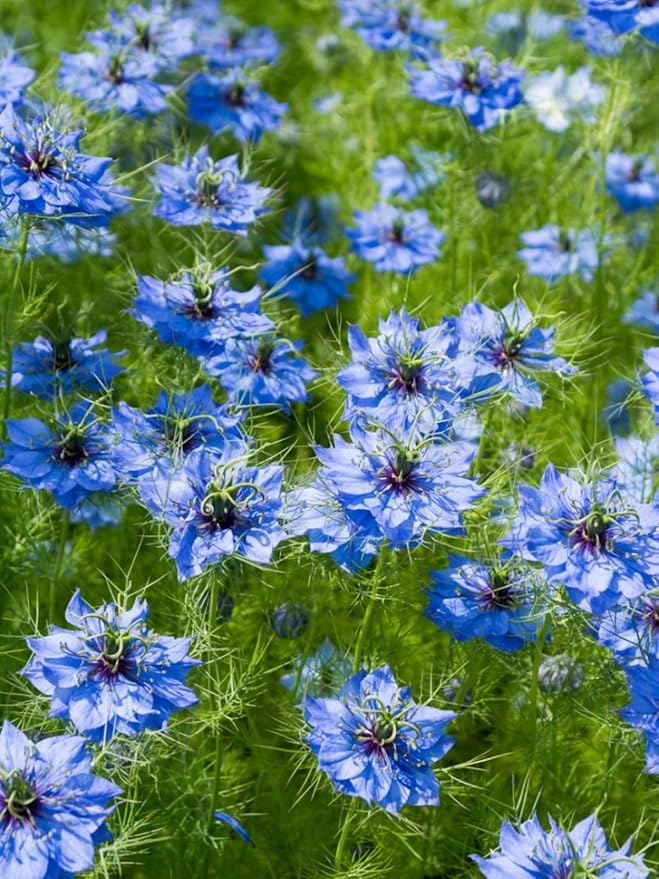 Delft Nigella Flower Seeds for Unique Blue Flowers