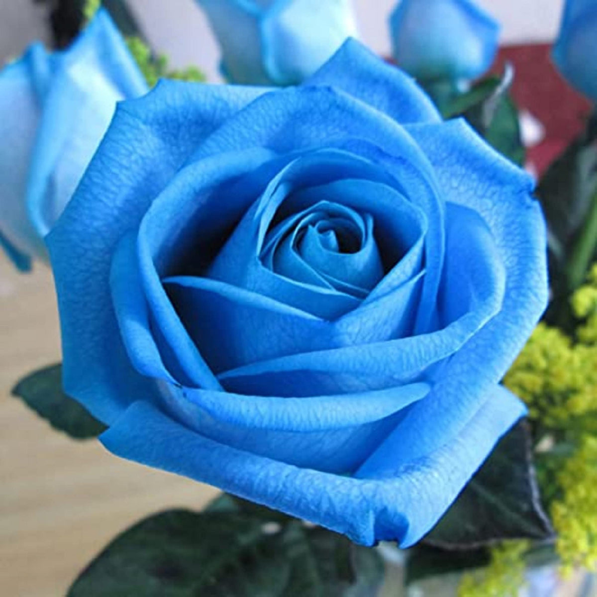 Rare Blau Rosa Chinensis Shrub Rose Flower Seeds
