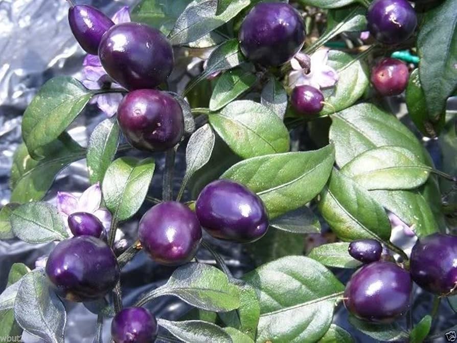 Pepper Capsicum Annuum Filius Blue Vegetable Seeds for Planting – Suitable for Kitchen Garden and Decorative Pots