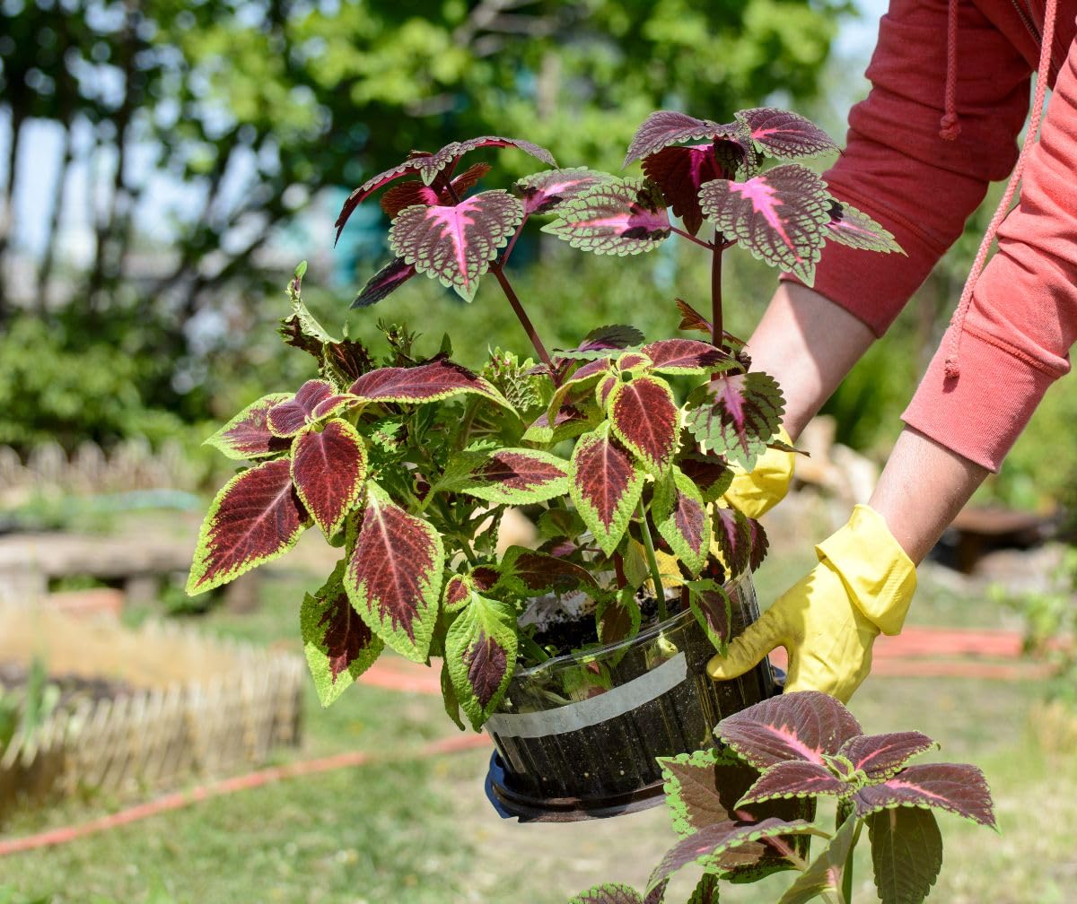 Coleus Semi Jazz Pink Plant Seeds for Planting flower bed