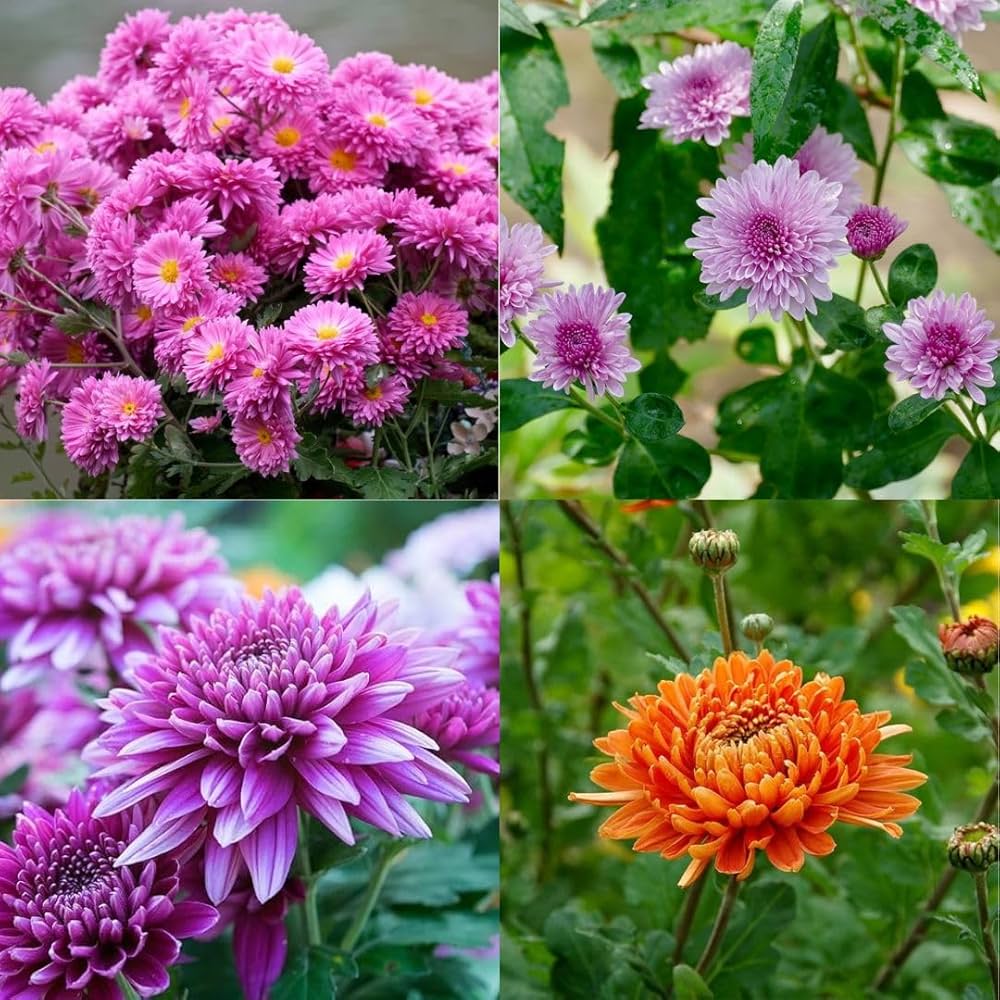 Chrysanthemum indicum and Gerbera hybrid Flower Seeds for planting in home garden beds