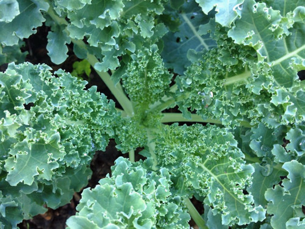 Kale Brassica Oleracea Blue Curled Leaf Vegetable Seeds for Planting – Hearty Greens for Kitchen Garden and Raised Beds