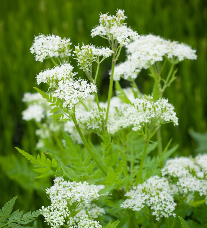 Cicely Flower Seeds for Planting 100