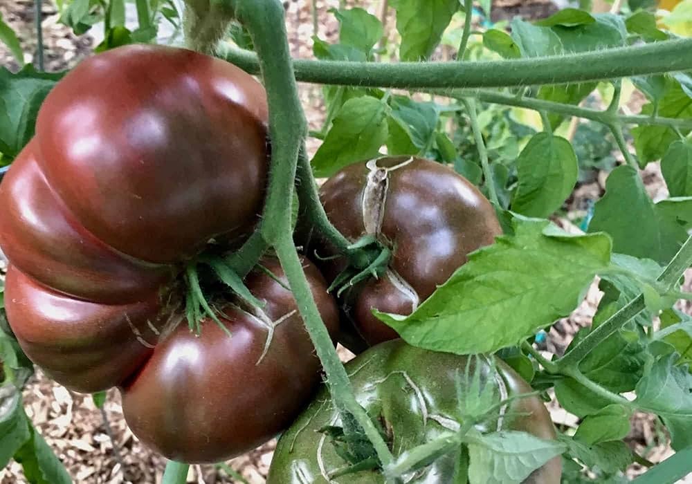 Purple Cherokee Tomato Seeds I I I Seed – Heirloom, Non-GMO, High Germination Organic Garden Seeds
