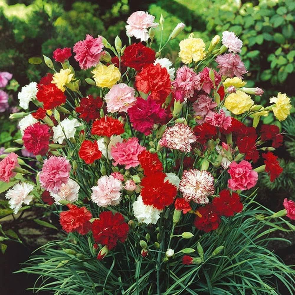 Carnation Dianthus caryophyllus Flower Seeds for home garden and indoor pots