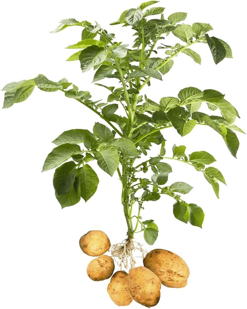 Giant Potato Solanum Tuberosum Vegetable Seeds for Planting in Backyard Gardening and Container Beds