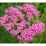 Catchfly Silene Armeria flower seed for garden planting