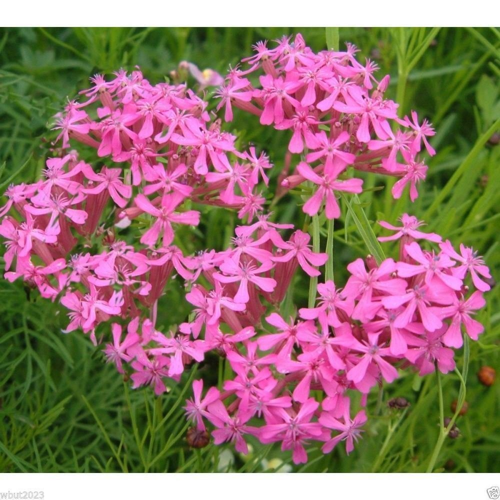 Catchfly Silene Armeria flower seed for garden planting