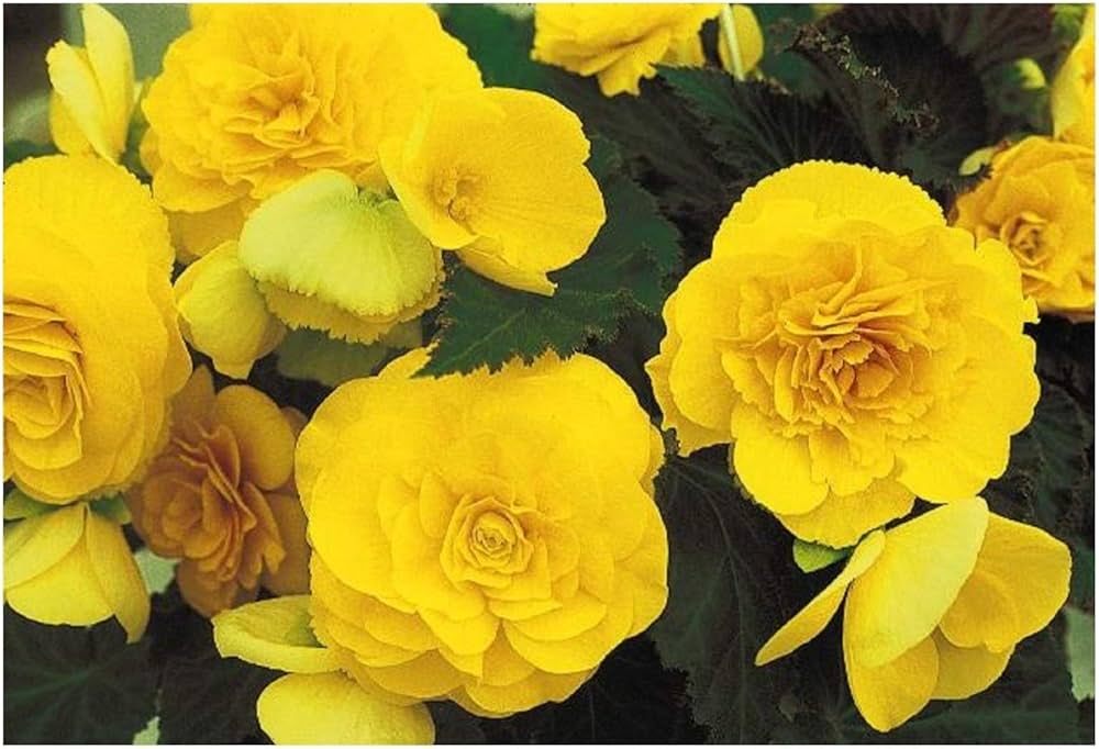 Begonia Begonia tuberhybrida tuberous mocha yellow flower seeds for home garden