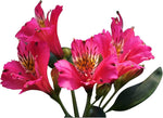 Pink Alstroemeria Seeds - Heirloom Non-GMO Planting Flower Seeds seeds for planting in home garden