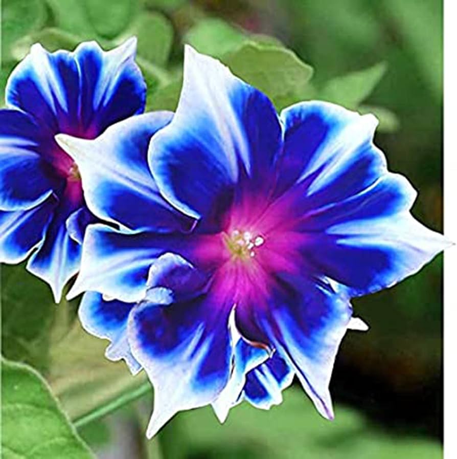 Perennial Morning Glory Seeds